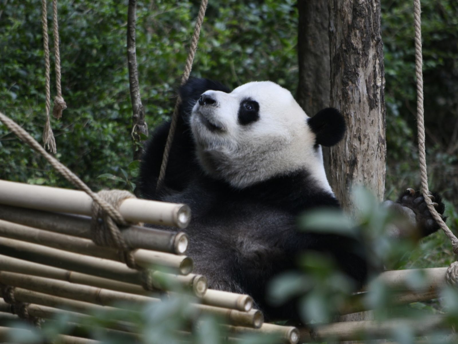Beijing Panda