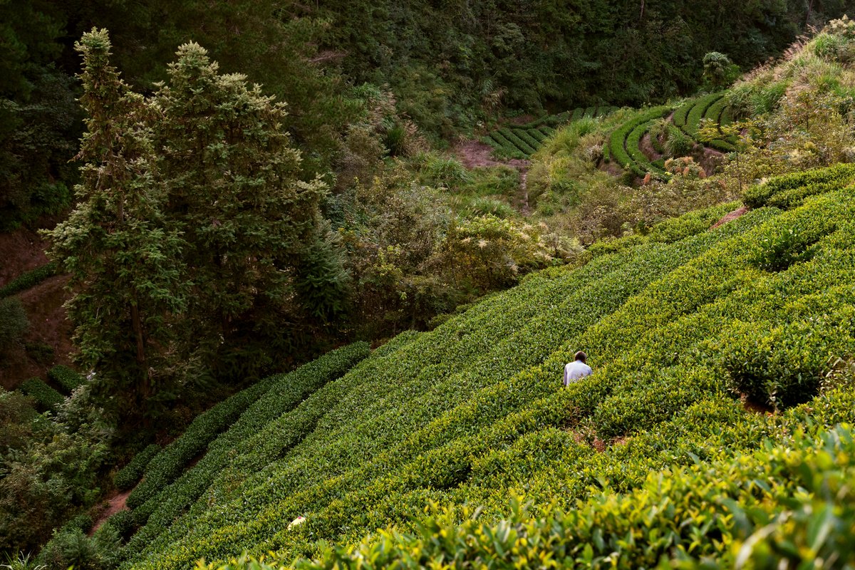 Songyang tea