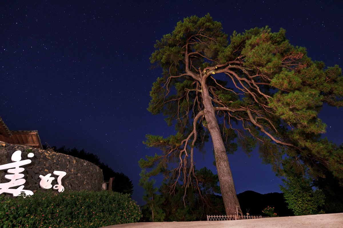 pine tree