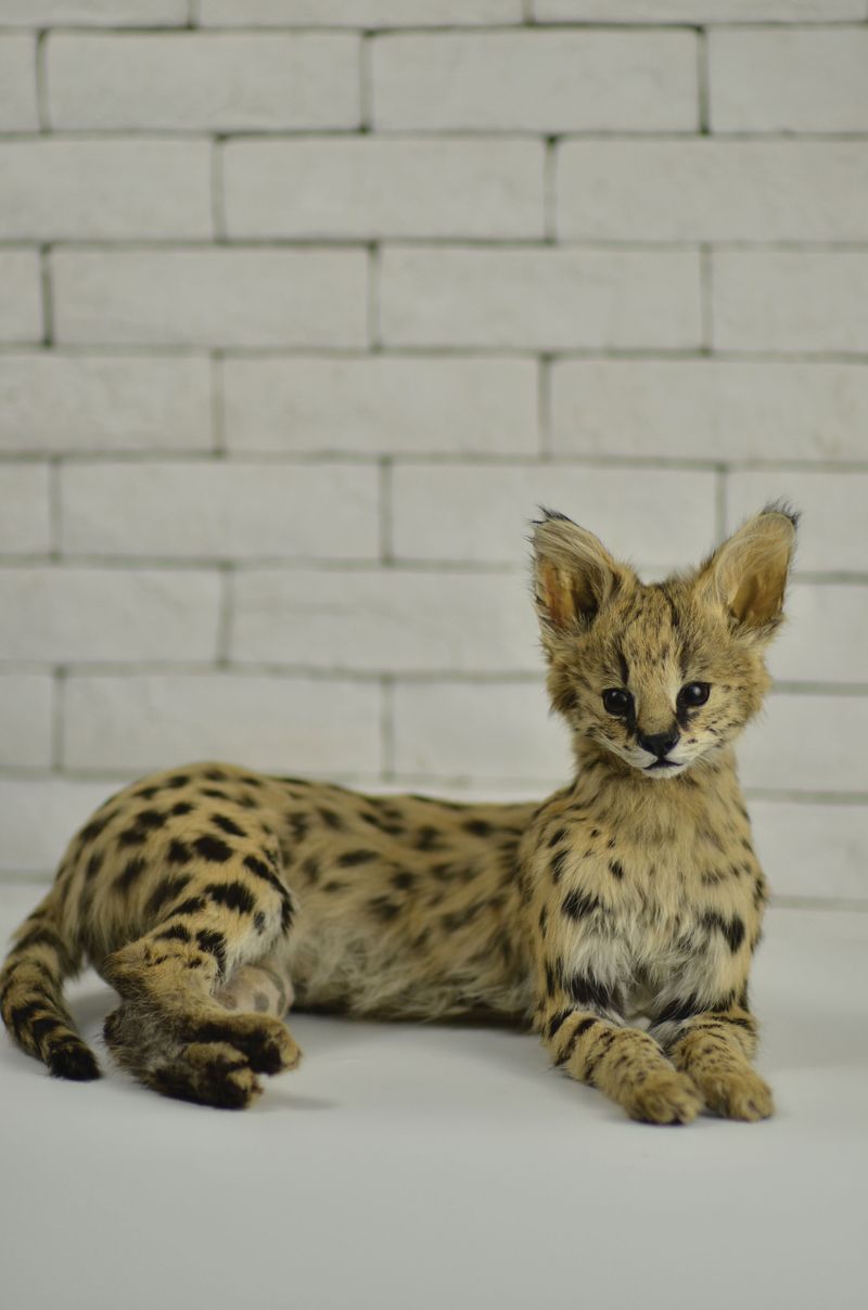A stuffed pet serval