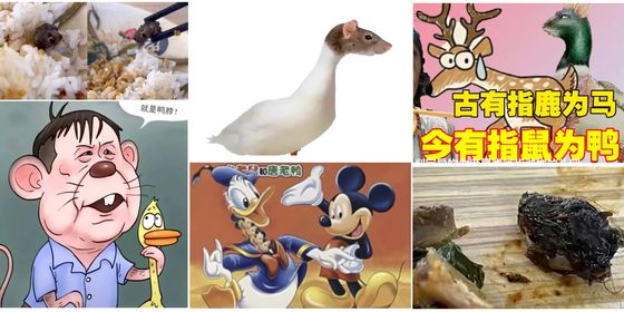 Rat meme collage