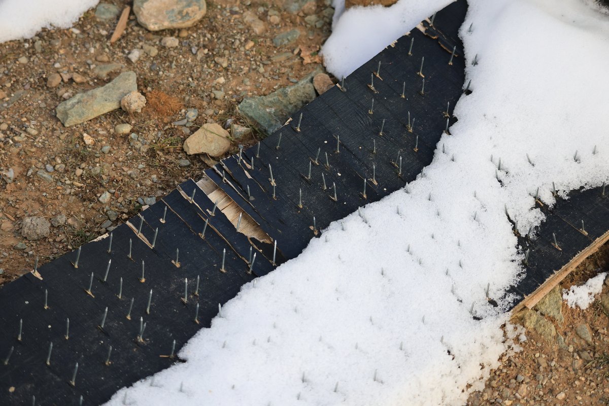 bear-proof nail boards