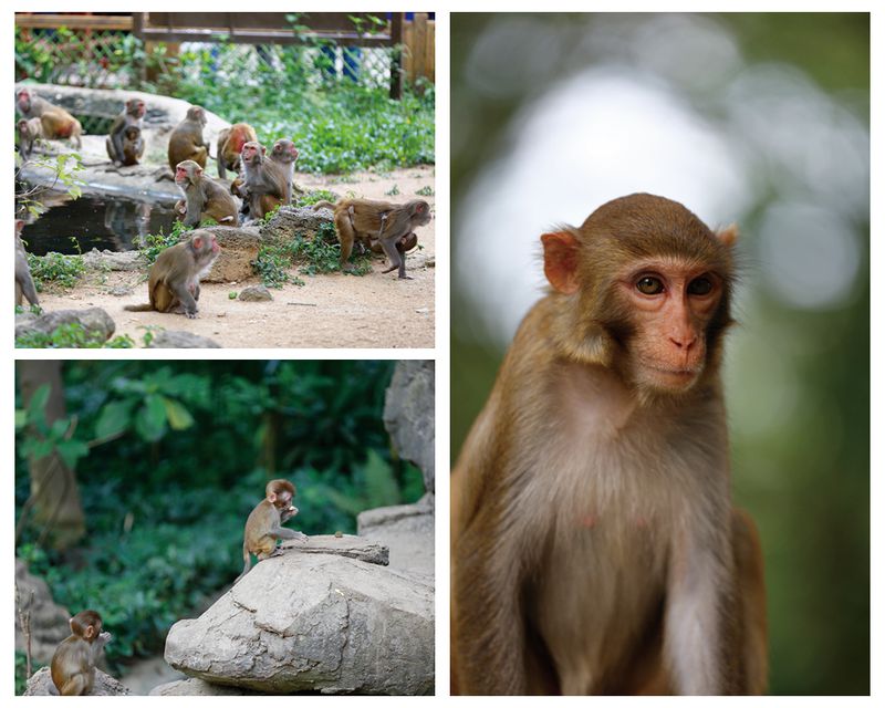 Hainan&#x27;s Rhesus macaques rummaging around the beaches and jungles of Hainan. 