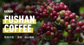 Fushan Coffee