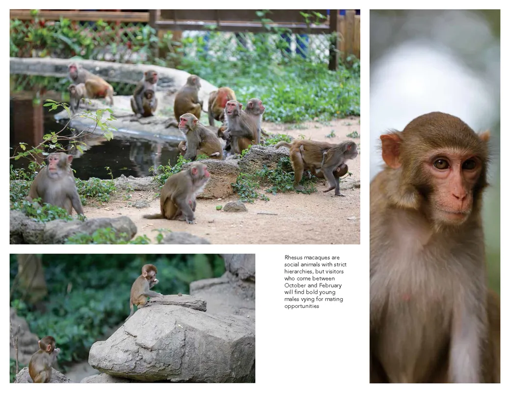 Monkeys and wildlife from Hainan, and the TWOC Hainan travel guidebook