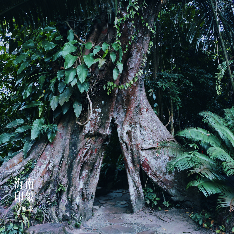 Two entwined ancient banyan trees, affectionately known as the “Lovers’ Trees,” form an auspicious doorway for visitors to the rainforest park