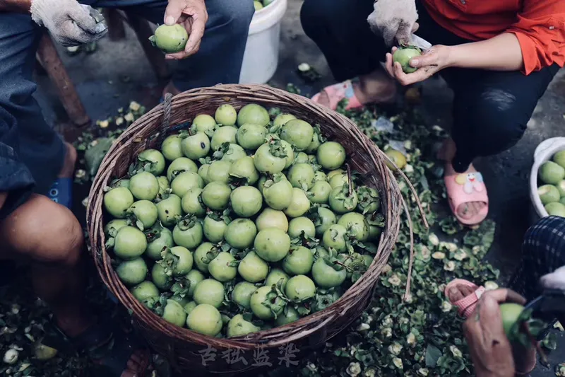 Preparing unripe green persimmons for the dyeing process