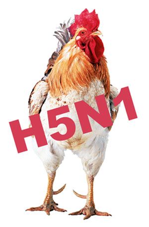 HybridHypeChicken