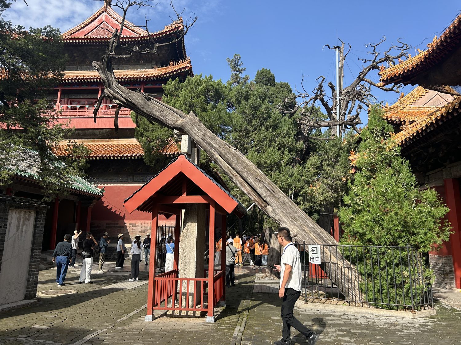 ancient trees, Qufu, Confucius Temple