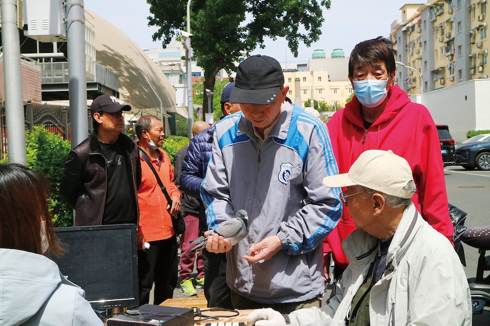 Pigeon breeders register their birds for a race in Beijing