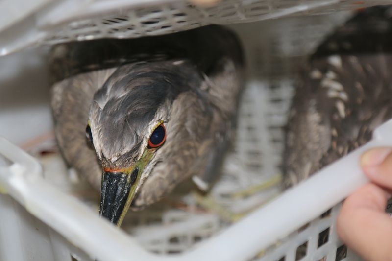 Live birds found at a store, China’s bird poachers