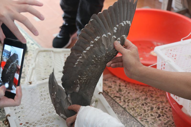 Appraisal experts busy at work, China’s bird poachers