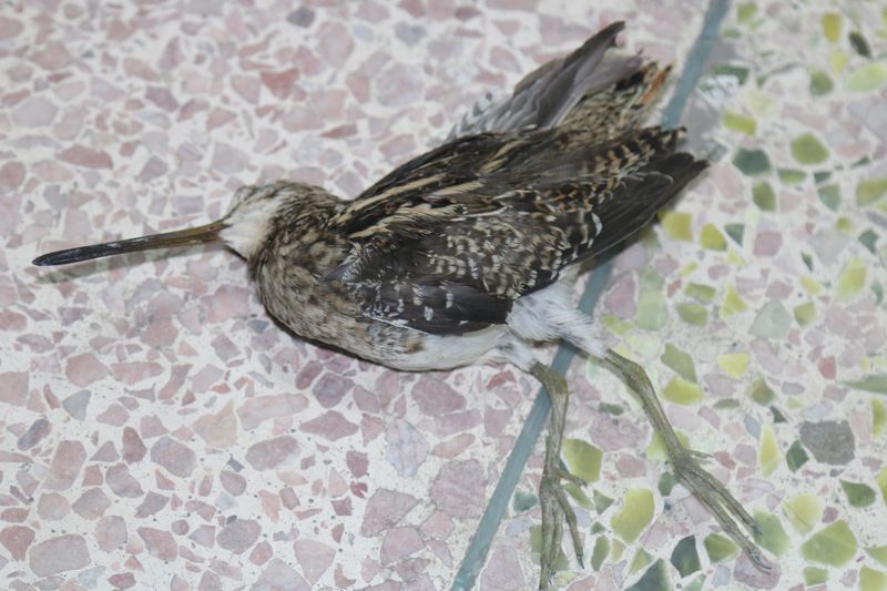 A dead bird awaiting identification, China’s bird poachers