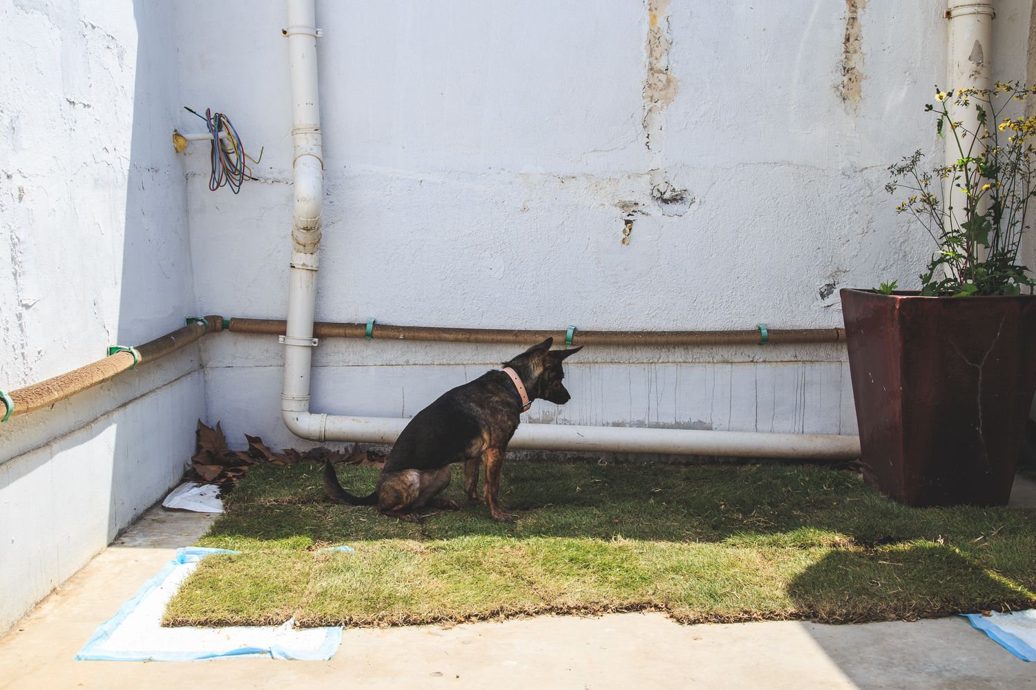 A dog sits on patches of grass.