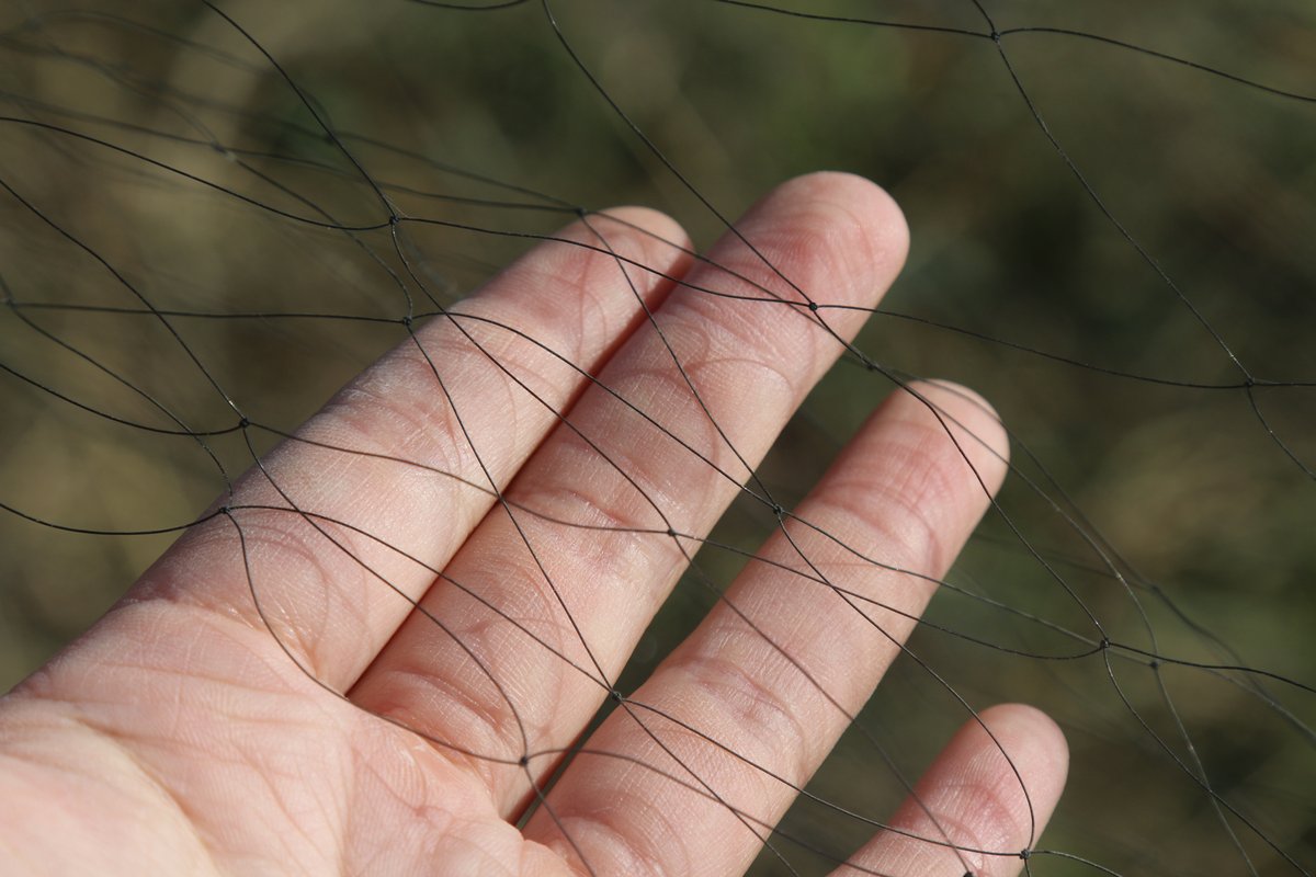 A 3x3 centimeter mesh is the usual choice for smaller birds, China’s bird poachers