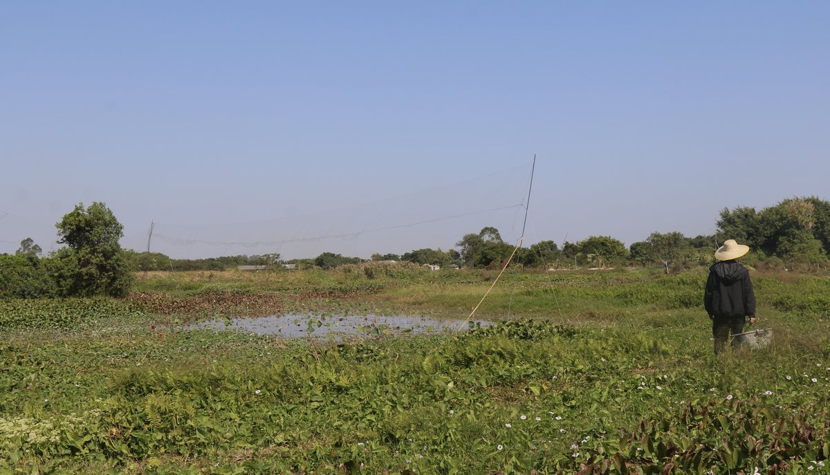 Bird nets are a common sight in the region, China’s bird poachers