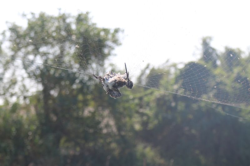 Bird caught in a deadly net in Chaoshan, region in the east of Guangdong province, China’s bird poachers