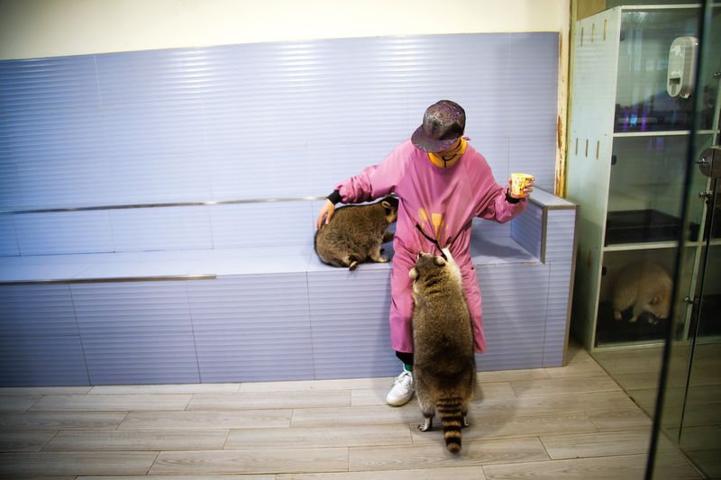 A raccoon cafe in Shanghai charges customers 140 RMB to feed their residents