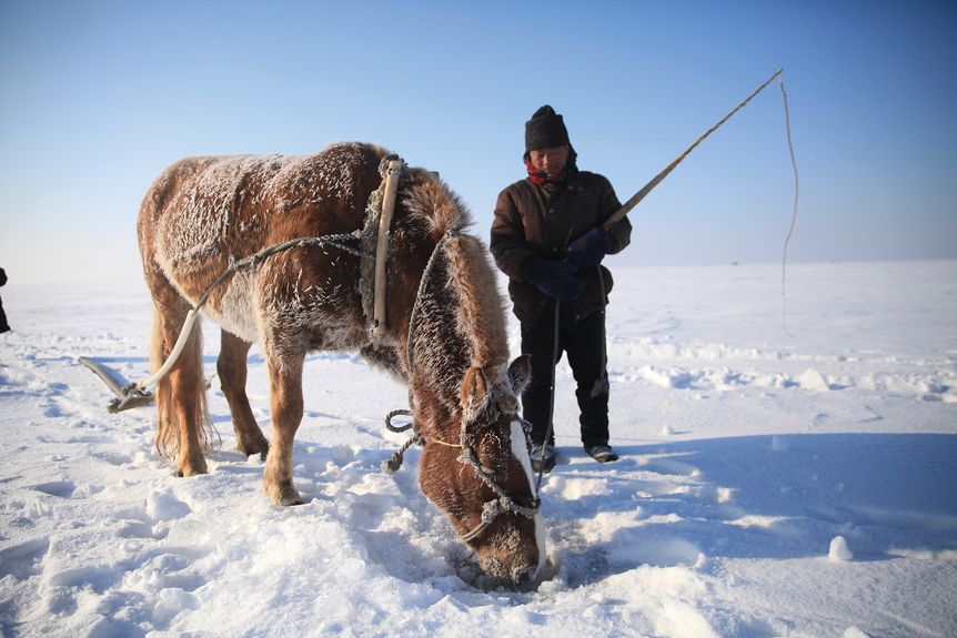 An ice-fisher and his horse take a rest from winter fishing on Chagan Lake, Jilin