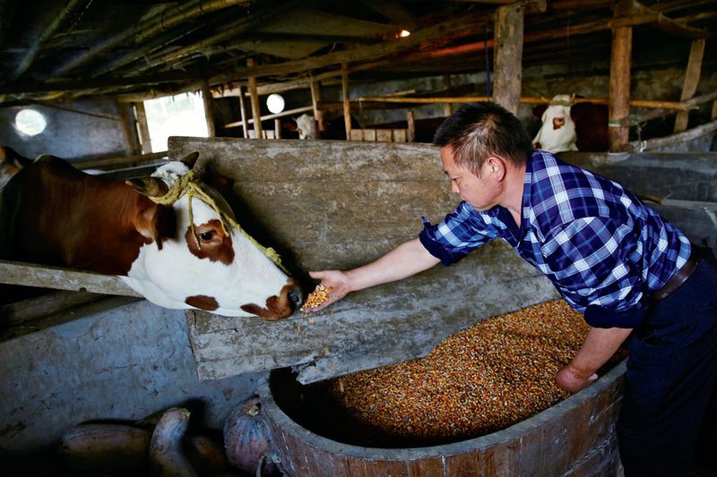 Chinese farmers could use livestock as collateral to apply for loans, Private Lending in China