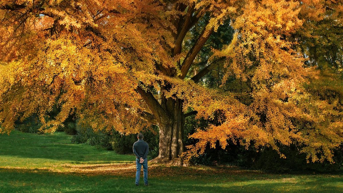 still from “Silent Friend”