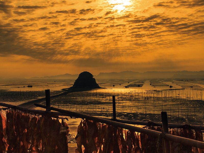 Kelp_1200.jpg