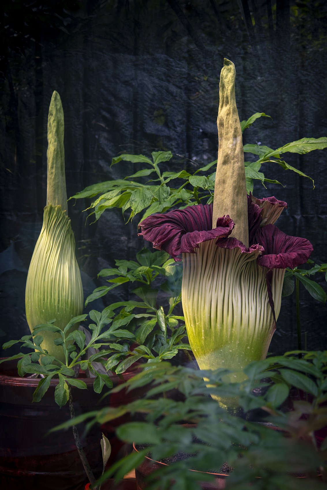 A giant konjac flower at Beijing Botanical Garden