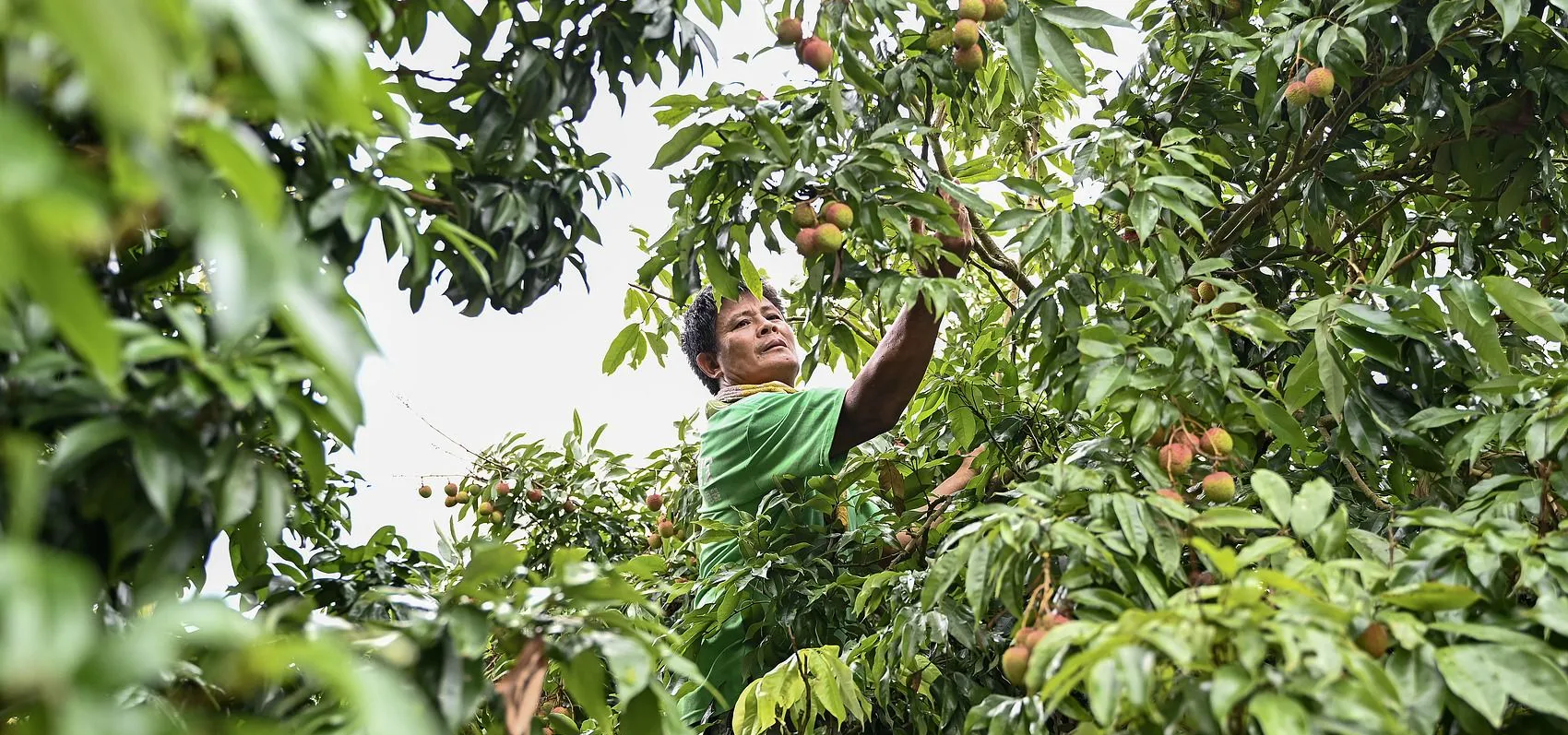 Lychee farmer_VCG111499538548