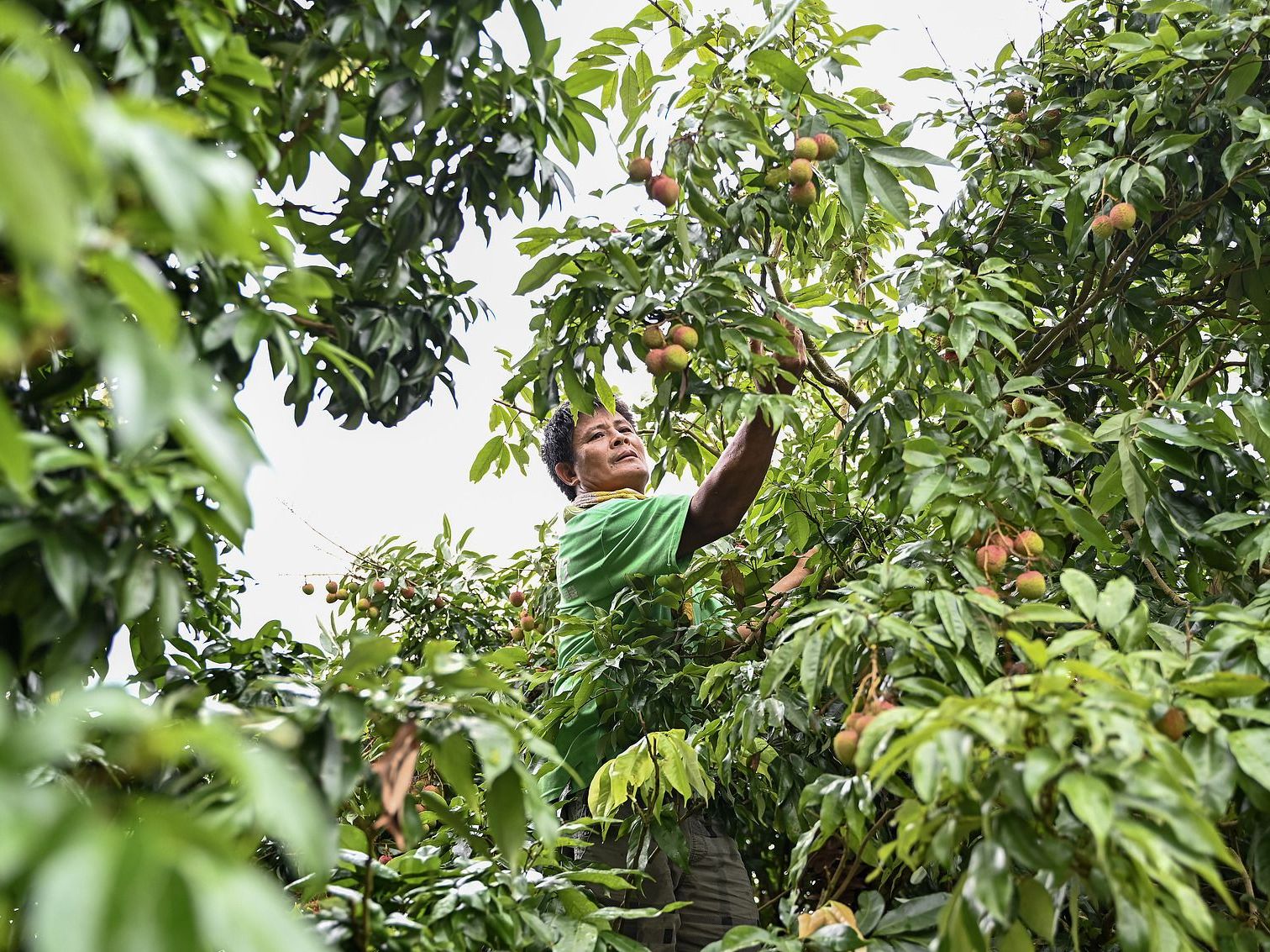 Lychee farmer_VCG111499538548