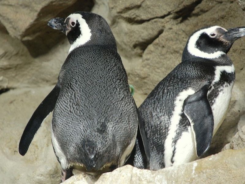 Magellan_Penguin_4008850646.jpg