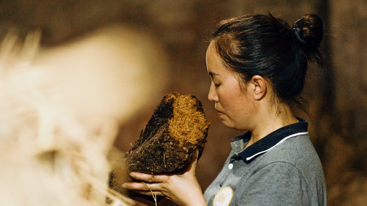 A worker inspects the fermentation of the jiuqu bricks. To encourage microbial activity, the lab maintains high temperatures and humidity, creating a demanding working environment.