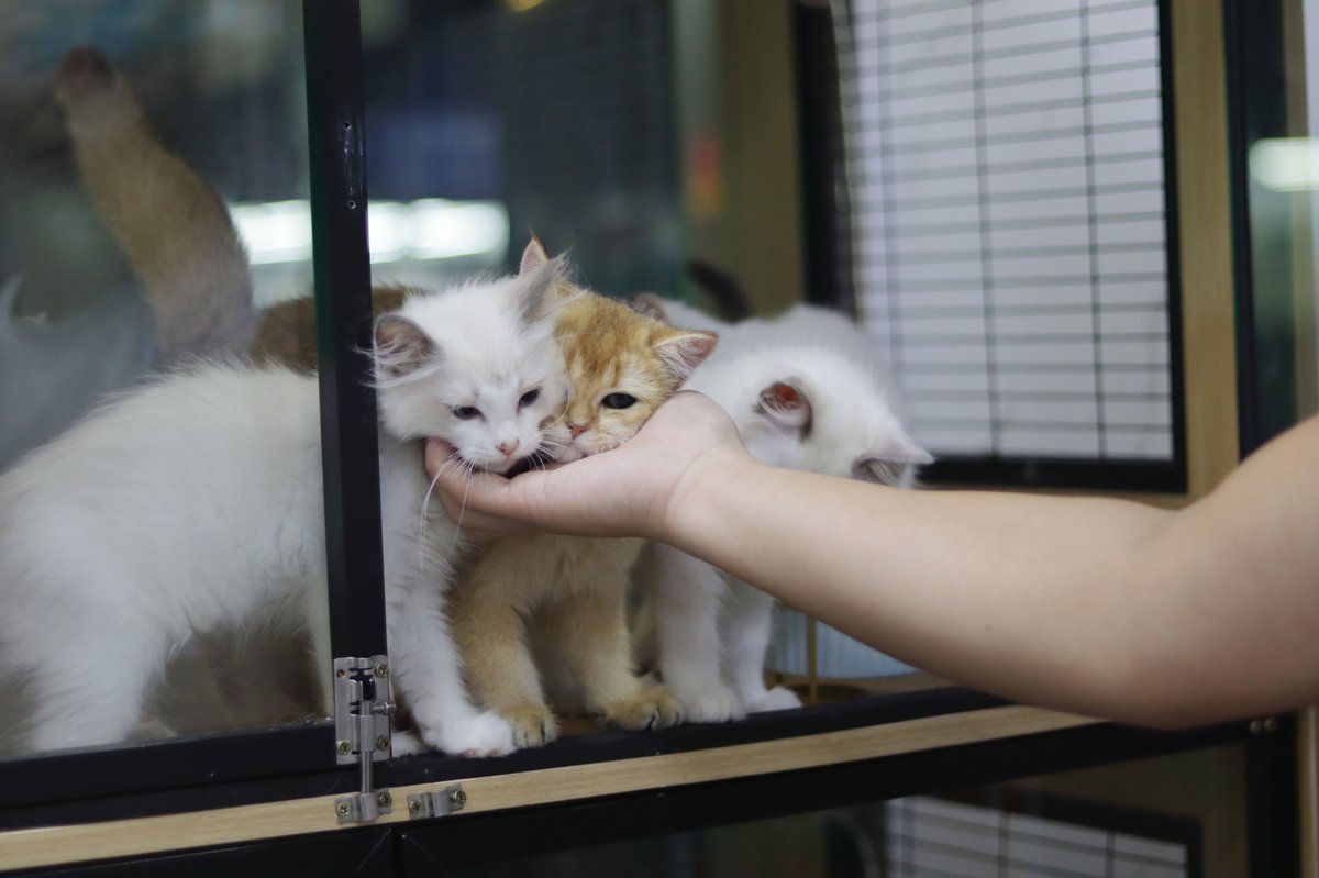 Pets for sale in cages