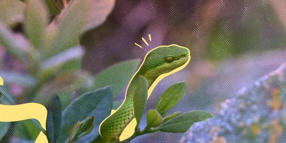 OTC-snake