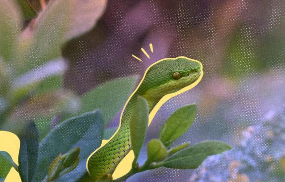 OTC-snake