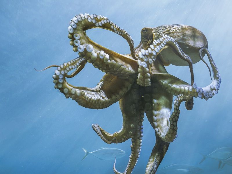 Octopus-master.jpg