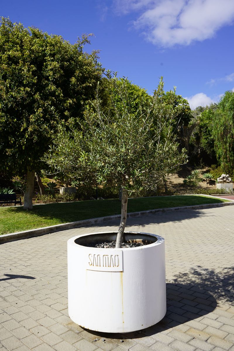 Sanmao, olive tree, Parque Urbano de San Juan, san mao in gran canaria