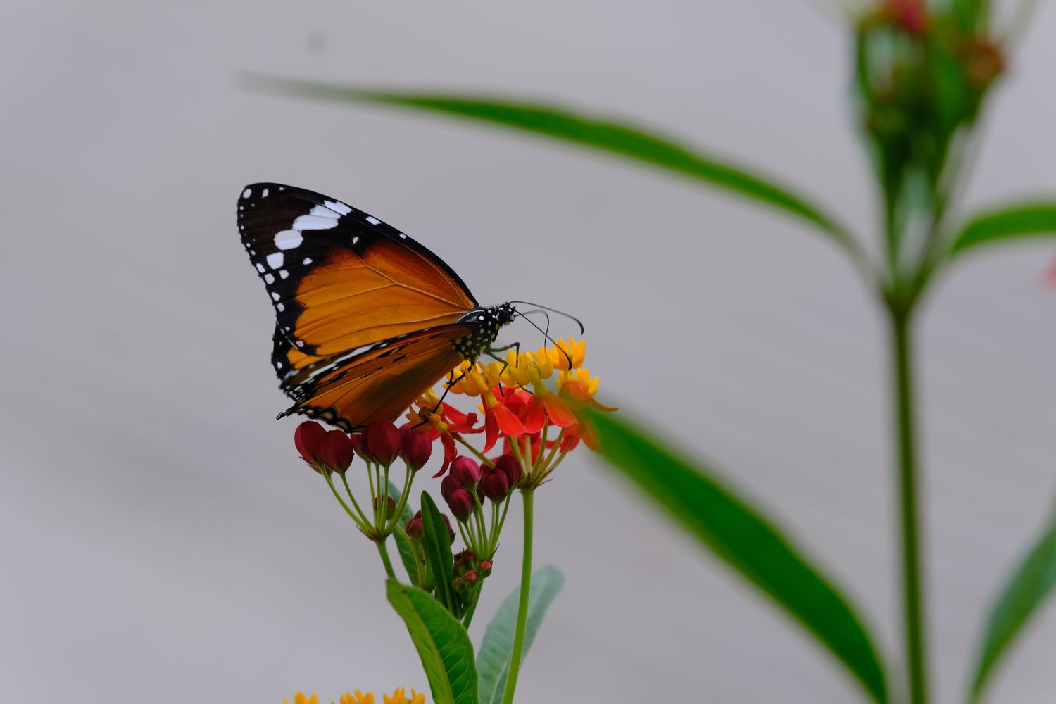 Orange butterfly in Jinping county