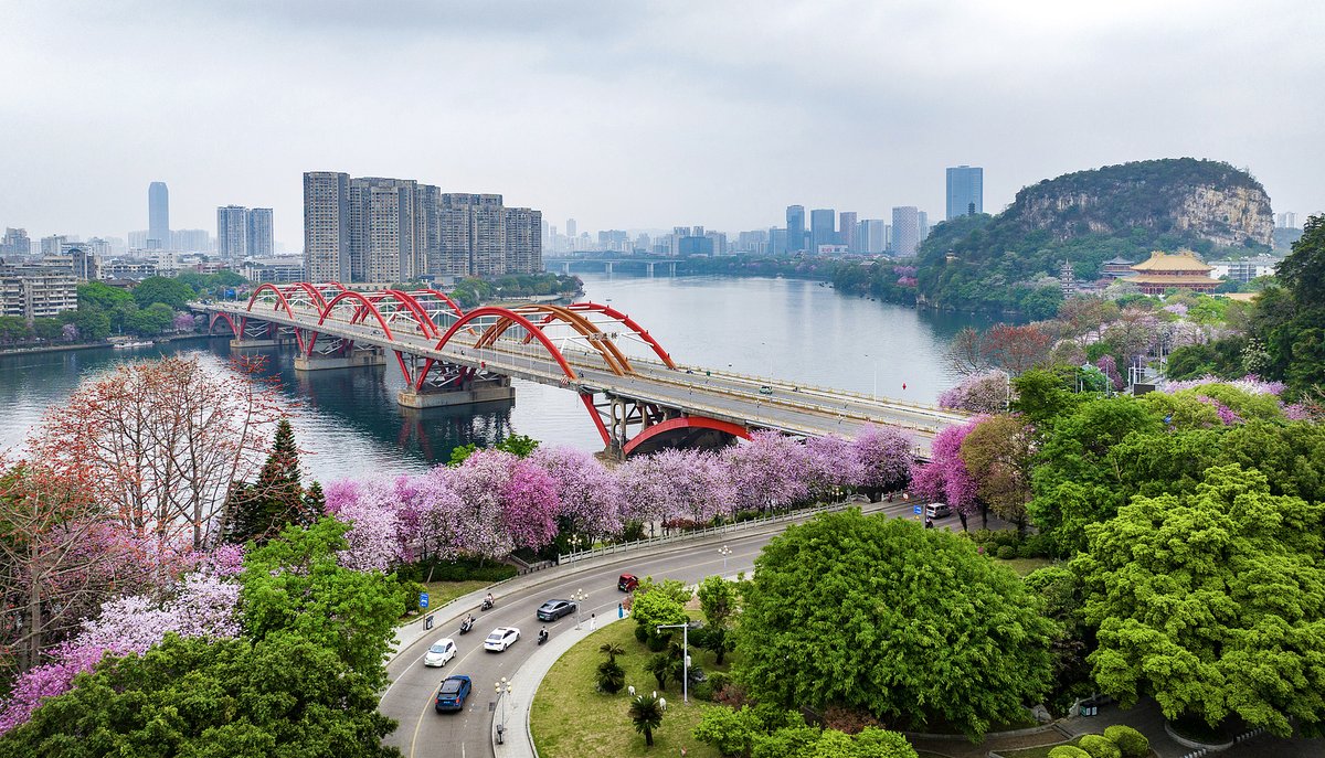Orchids blooming Liuzhou