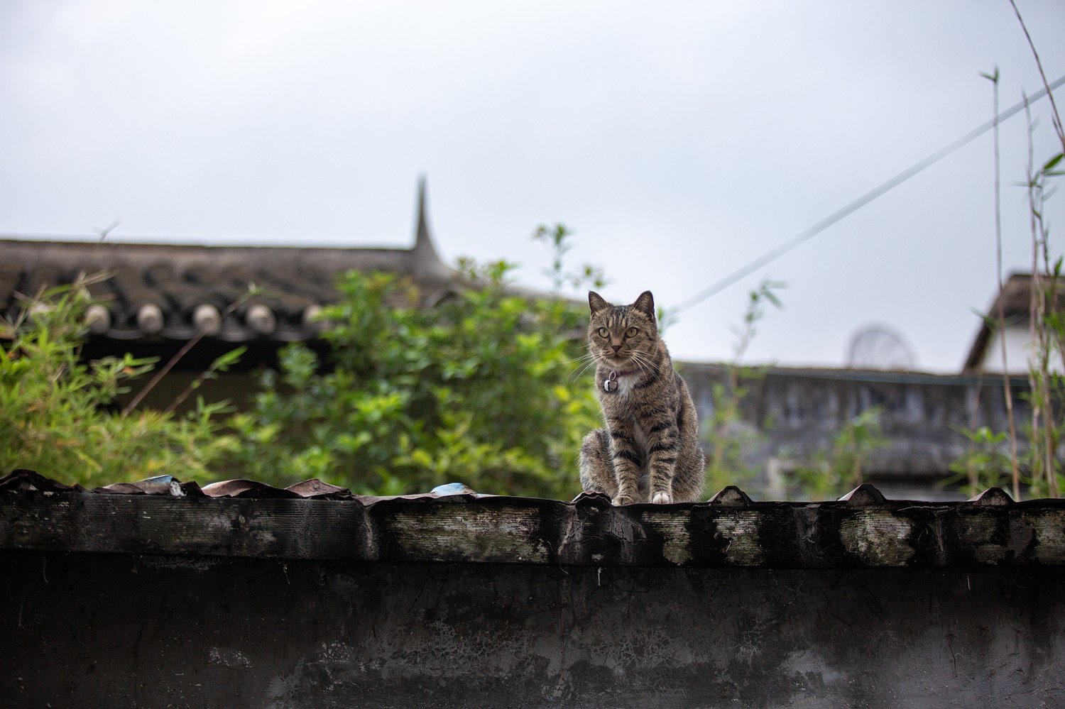 Ancient Cat Facts