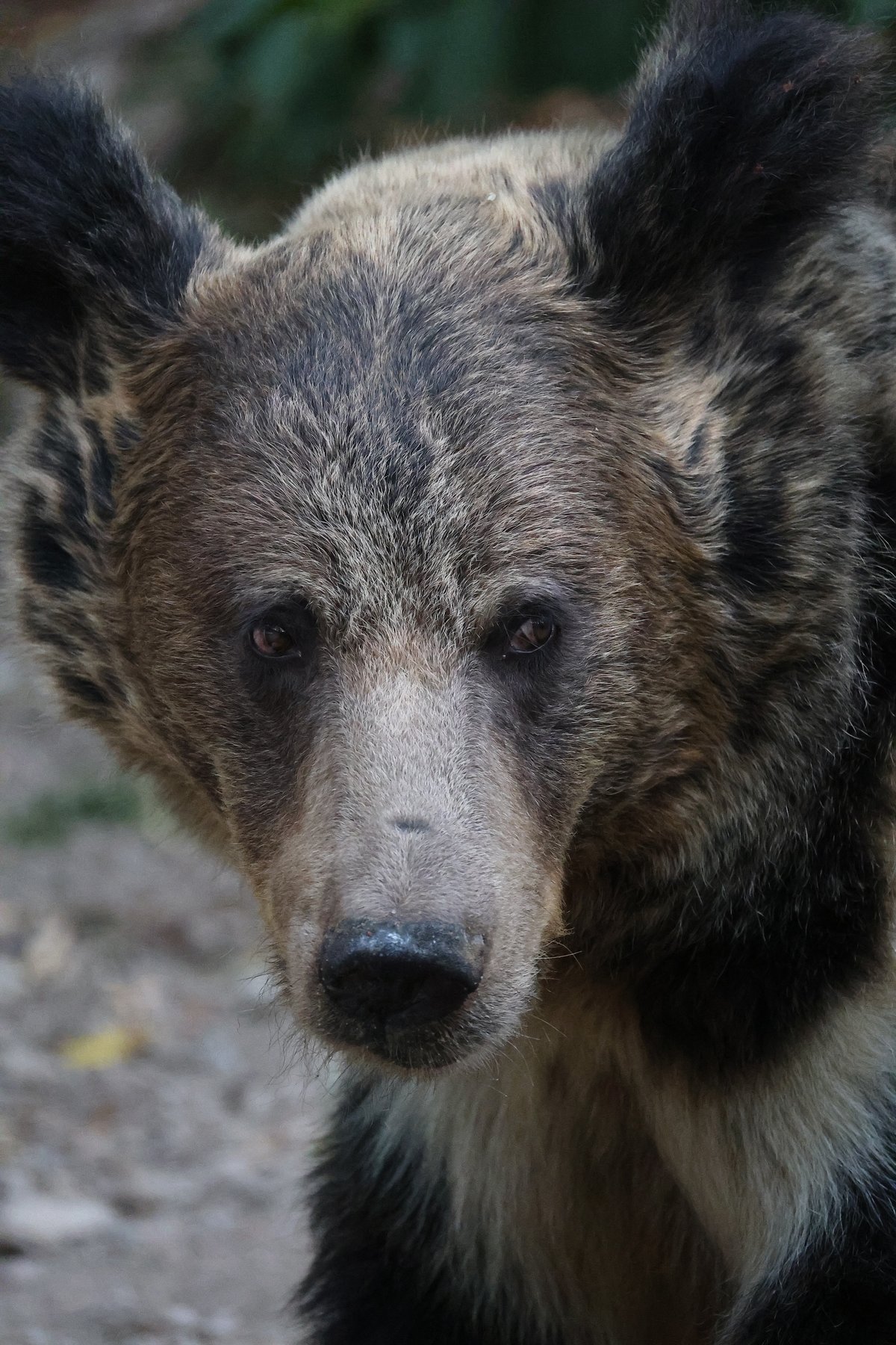 Wild bear in Yushu
