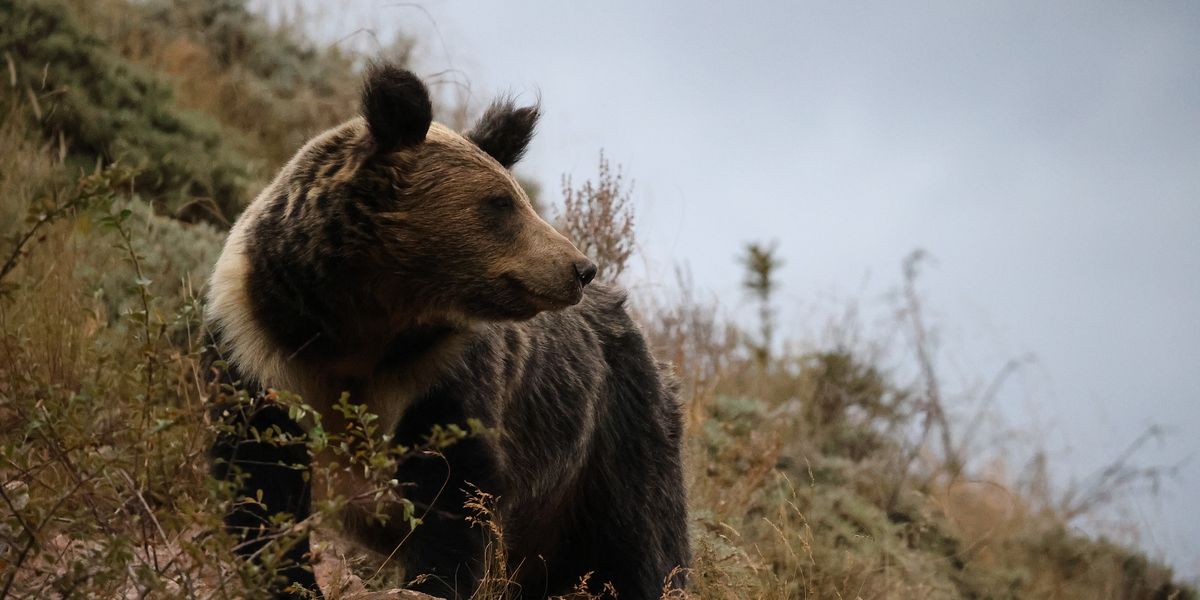 Bear