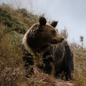 Bear