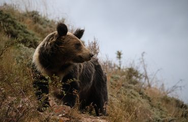 Bear
