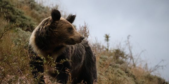 Bear