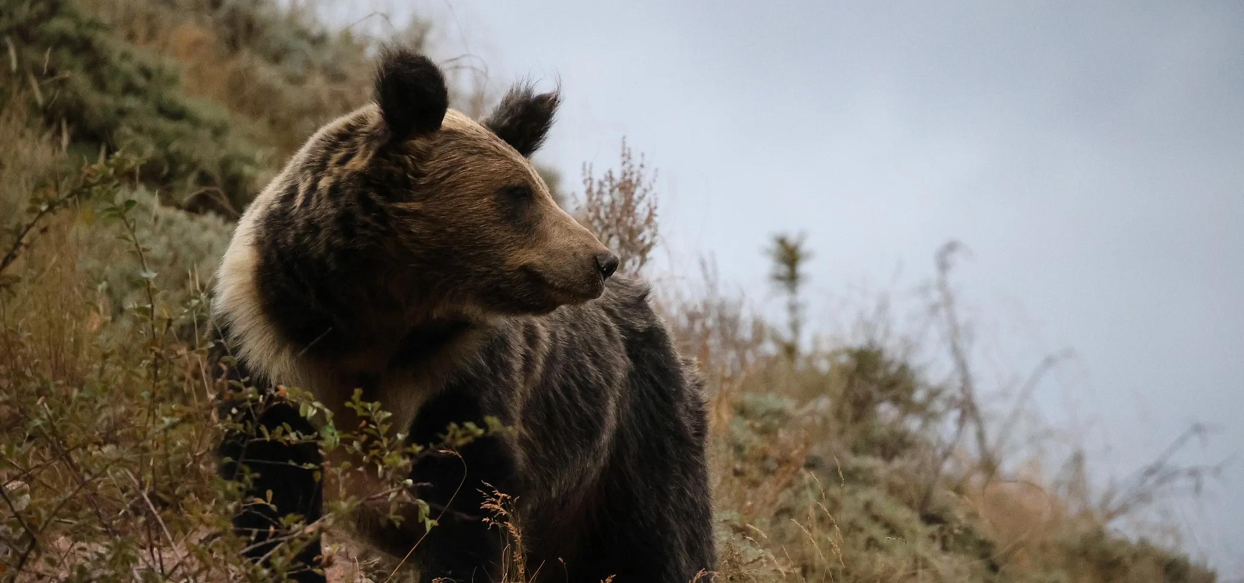 Bear