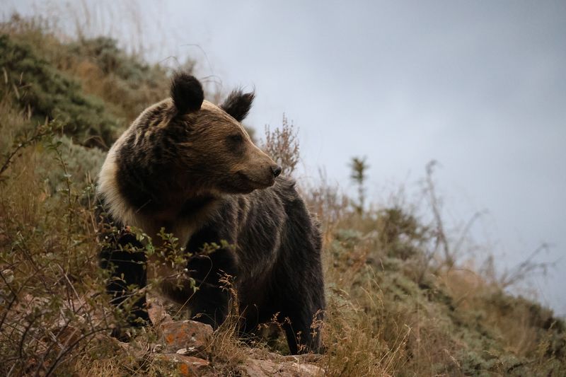 Bear in Sanjiayuan, Sichuan
