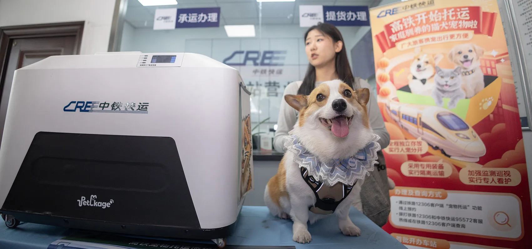 Pet Corgi at high-speed train station in Hangzhou