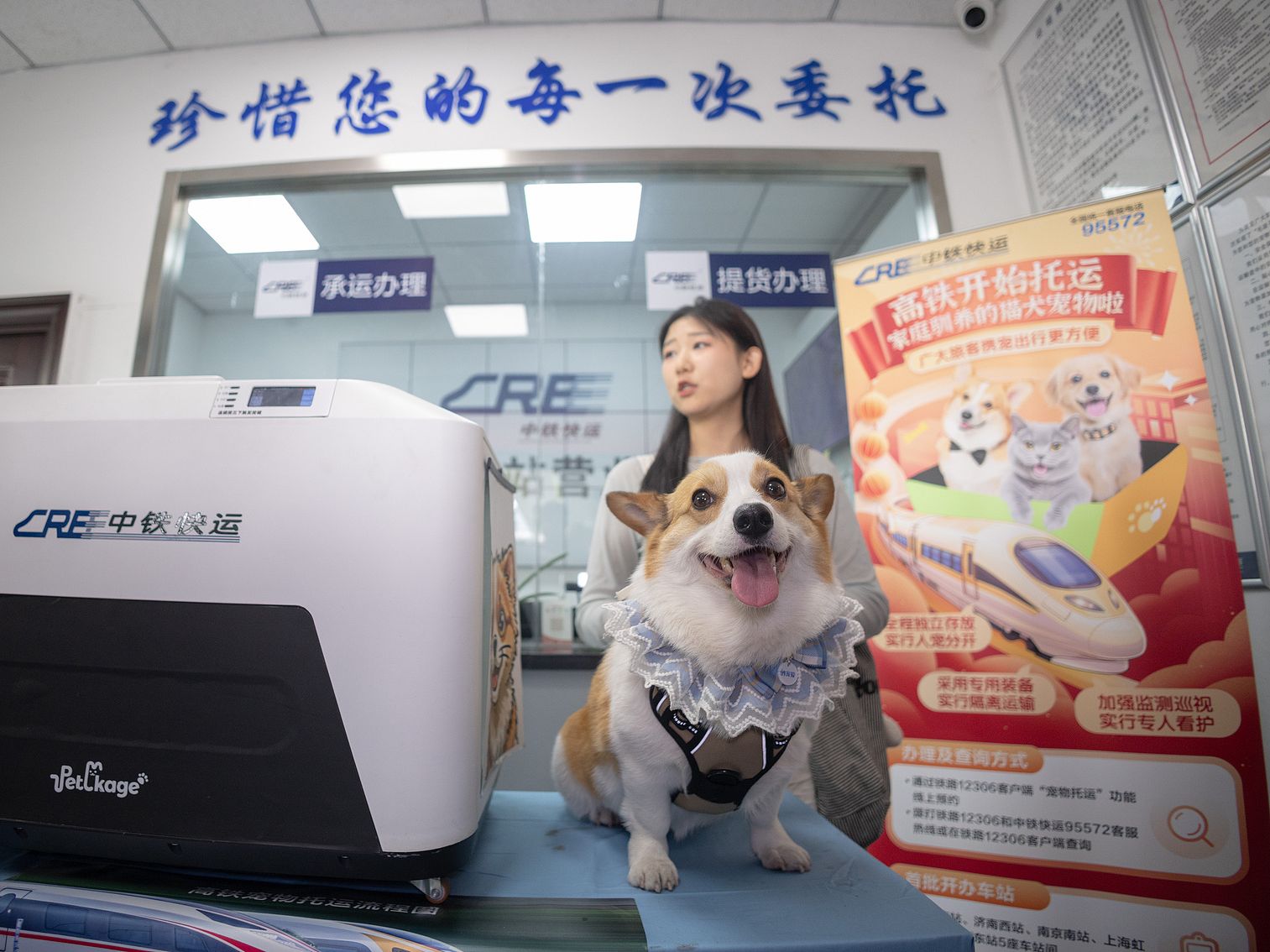 Pet Corgi at high-speed train station in Hangzhou