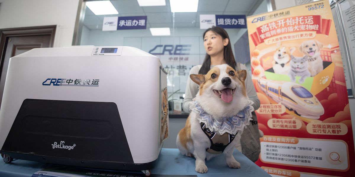 Pet Corgi at high-speed train station in Hangzhou