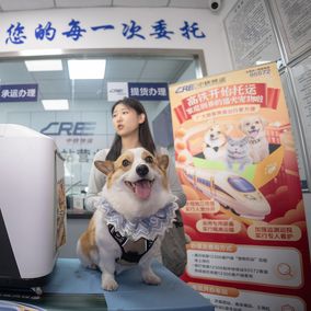 Pet Corgi at high-speed train station in Hangzhou